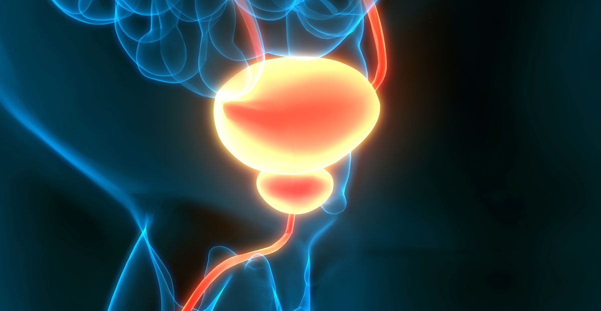 3D-illustration-of-bladder-and-urinary-tract-system 3D-illustration-of-bladder-and-urinary-tract-system