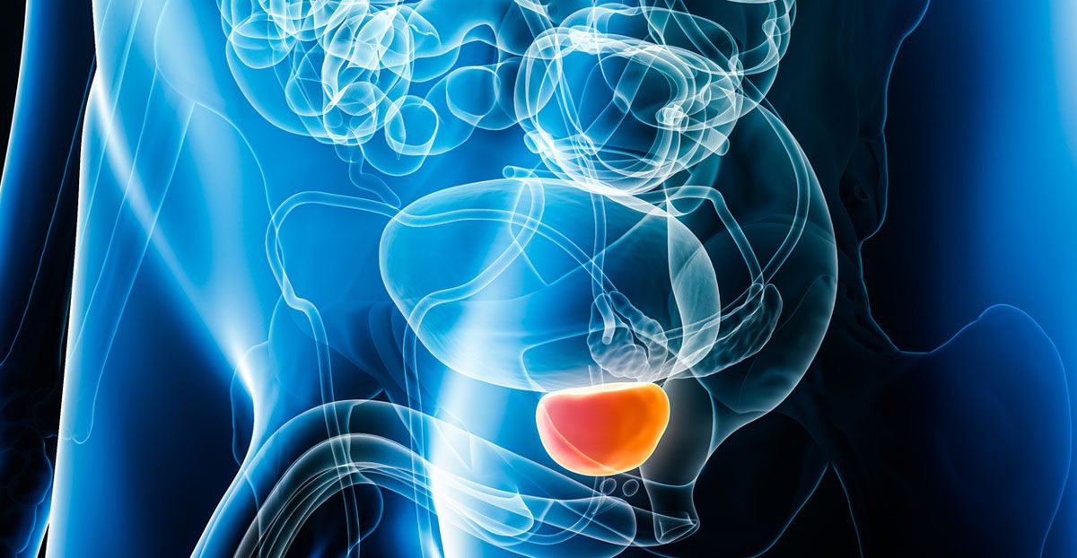 Bladder-highlighted-in-pelvic-anatomy-illustration Bladder-highlighted-in-pelvic-anatomy-illustration