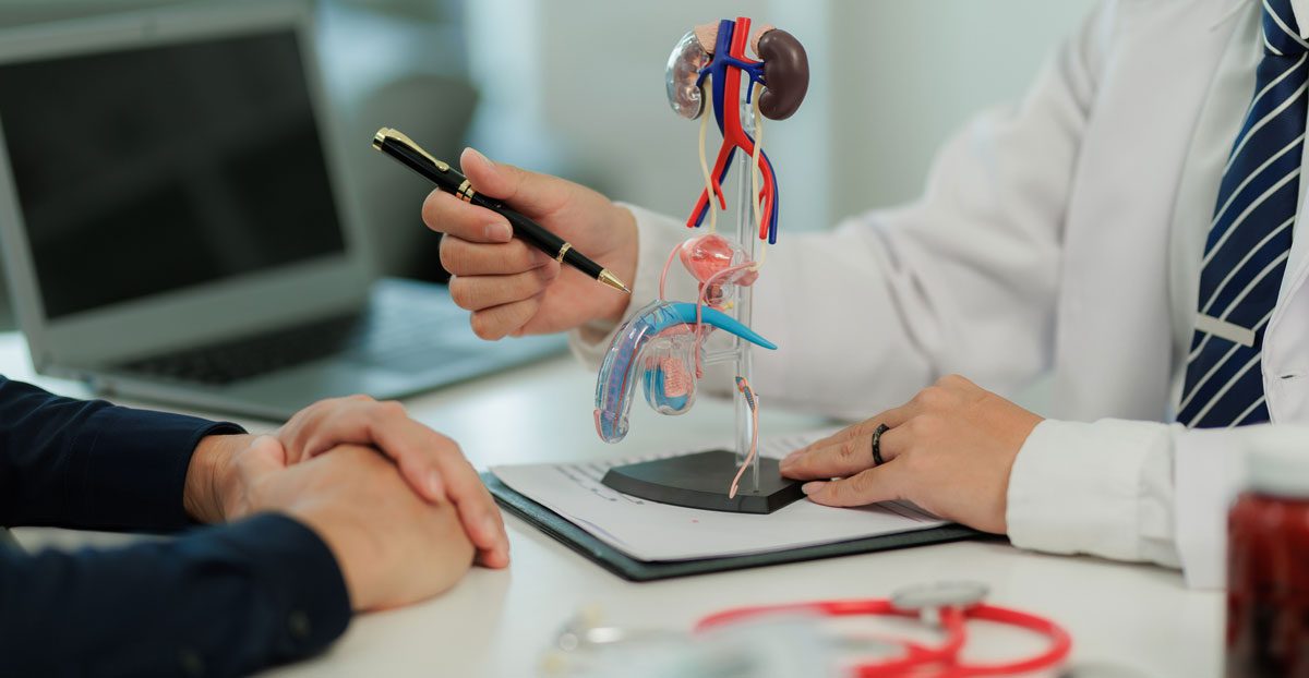 Doctor-explaining-male-urinary-system-model-to-patient Doctor-explaining-male-urinary-system-model-to-patient
