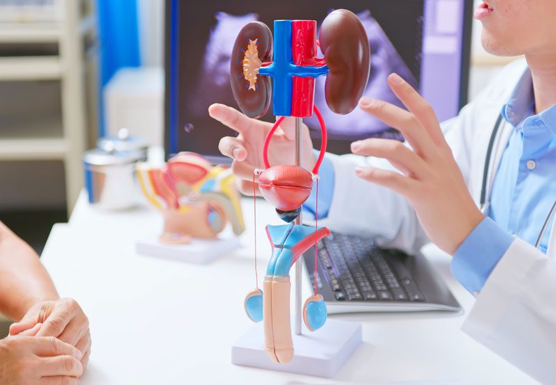 Doctor-explaining-urinary-system-model-to-patient Doctor-explaining-urinary-system-model-to-patient
