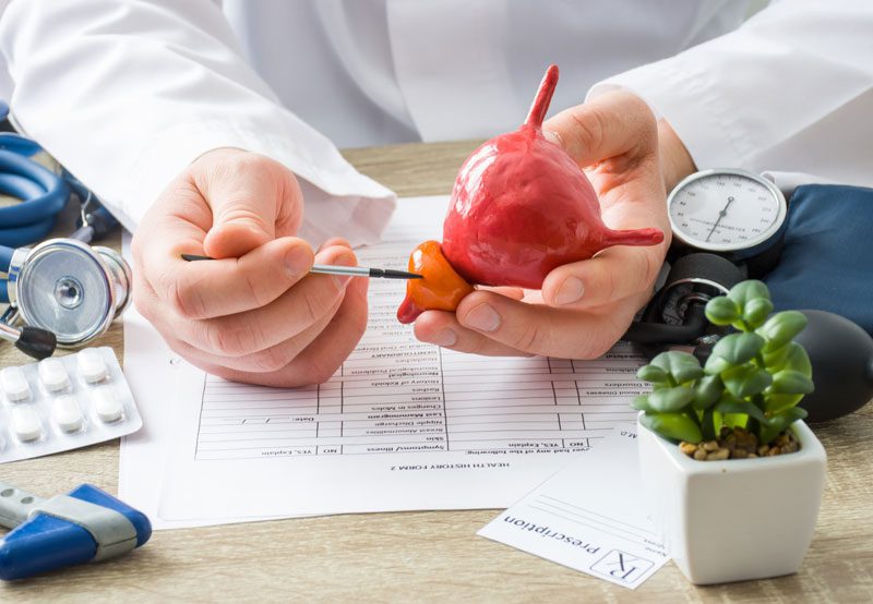 Doctor-holding-bladder-anatomy-model-during-consultation Doctor-holding-bladder-anatomy-model-during-consultation