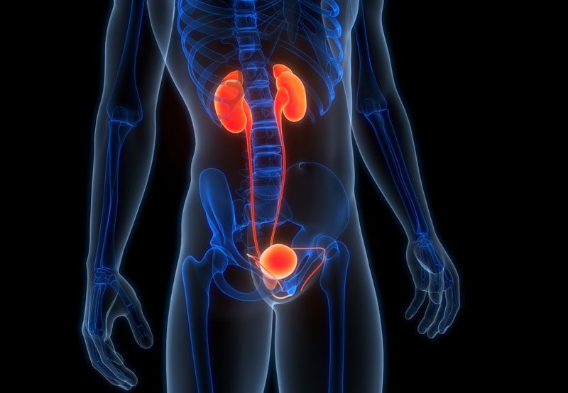 Female-urinary-system-anatomy-illustration Female-urinary-system-anatomy-illustration