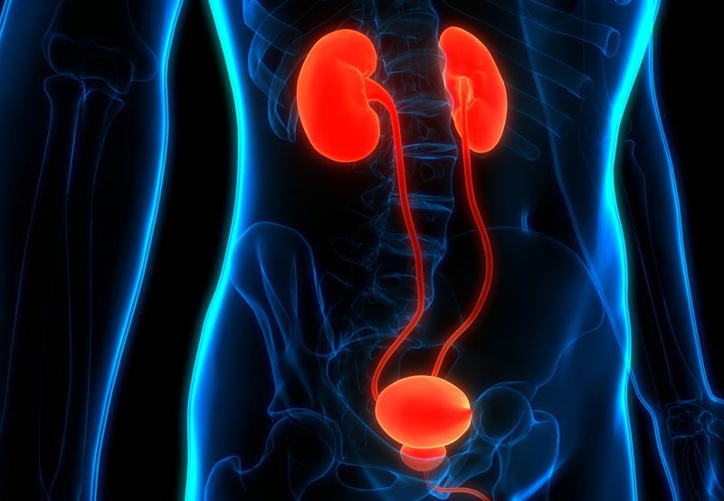 Illustration-of-kidneys,-bladder,-and-urinary-tract-system Illustration-of-kidneys,-bladder,-and-urinary-tract-system