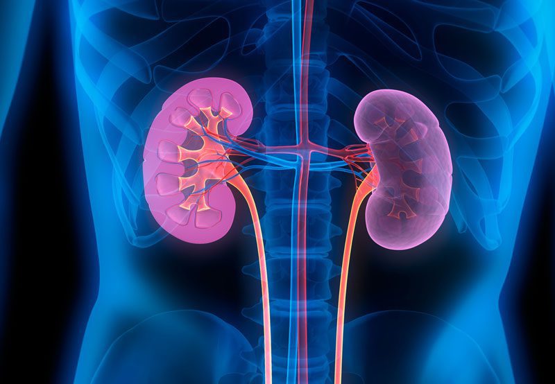 Kidney-anatomy-illustration Kidney-anatomy-illustration