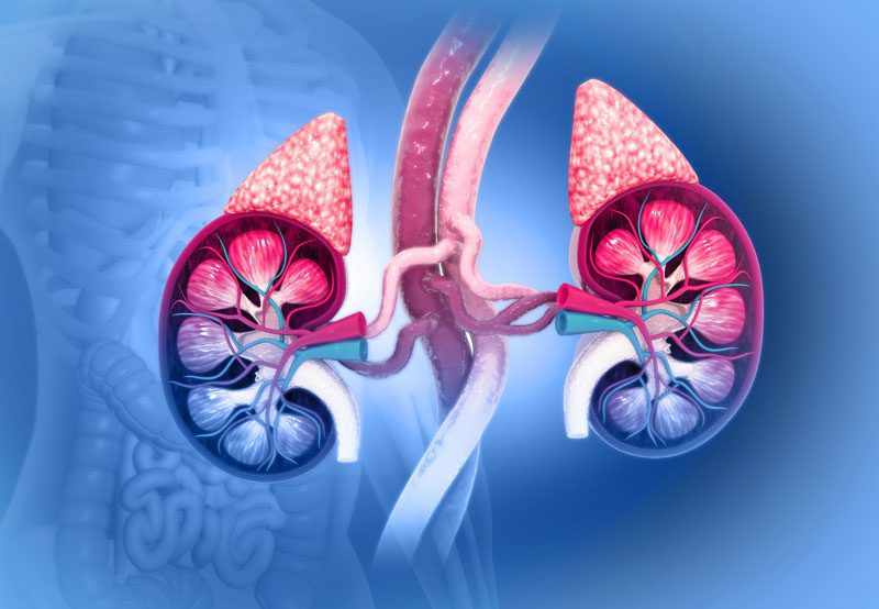 Kidney-anatomy-medical-illustration-with-adrenal-glands Kidney-anatomy-medical-illustration-with-adrenal-glands