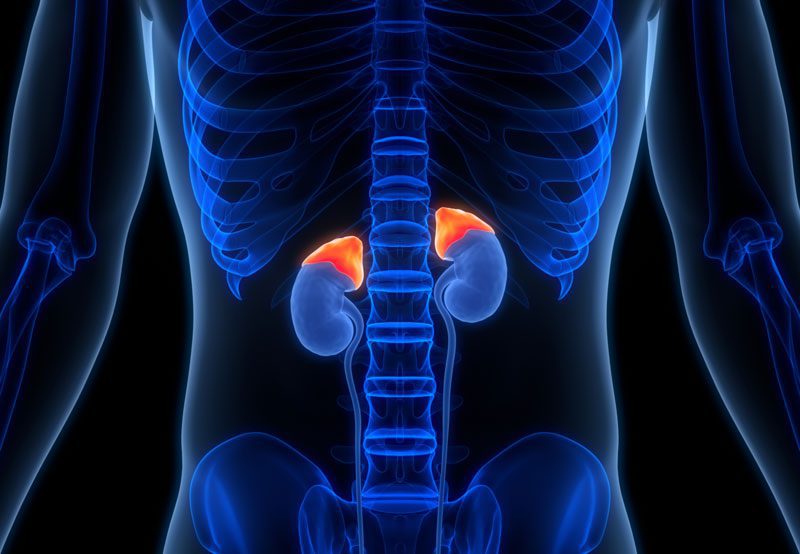 Kidneys-and-adrenal-glands-anatomy-illustration Kidneys-and-adrenal-glands-anatomy-illustration
