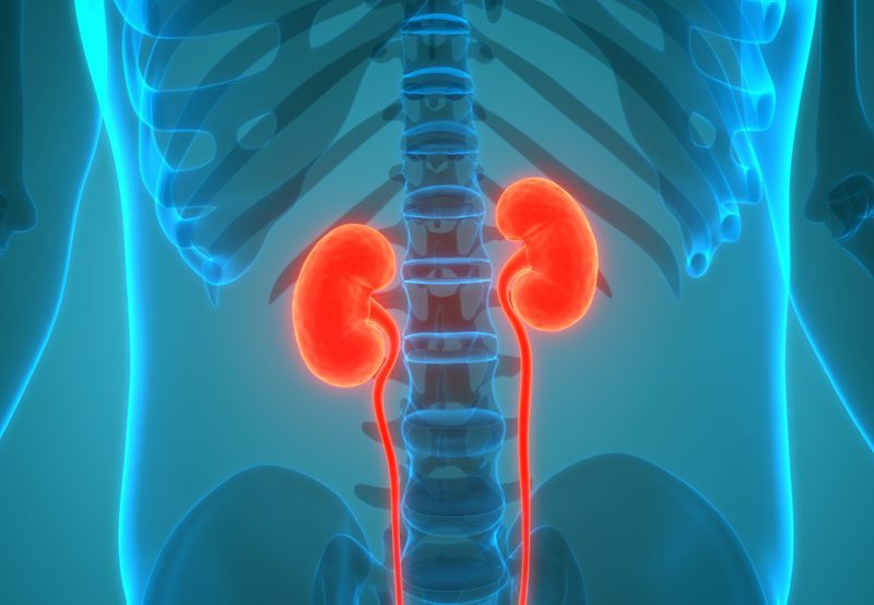 Kidneys-and-urinary-tract-illustration Kidneys-and-urinary-tract-illustration