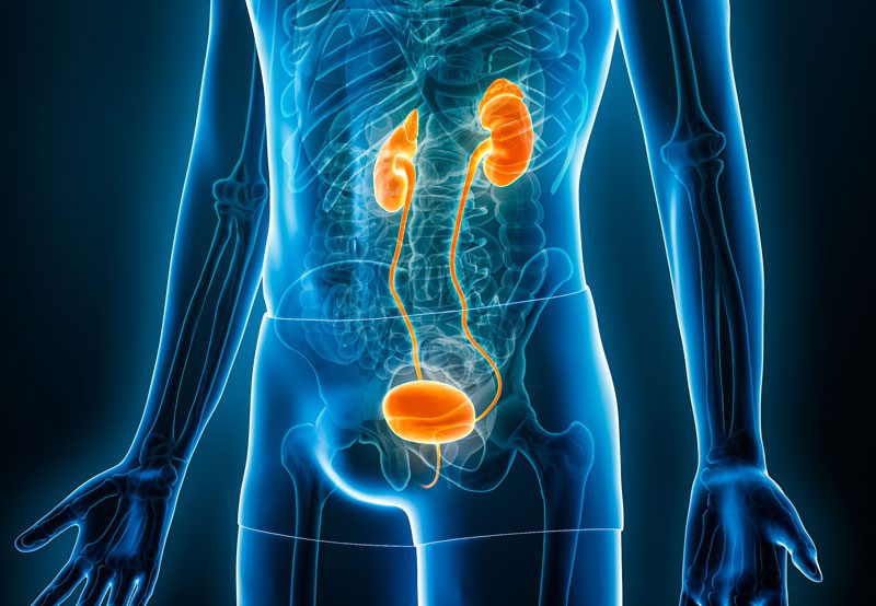 Medical-illustration-of-urinary-system-highlighted Medical-illustration-of-urinary-system-highlighted