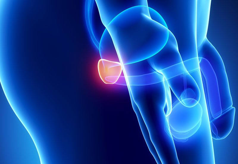 Prostate-anatomy-illustration Prostate-anatomy-illustration