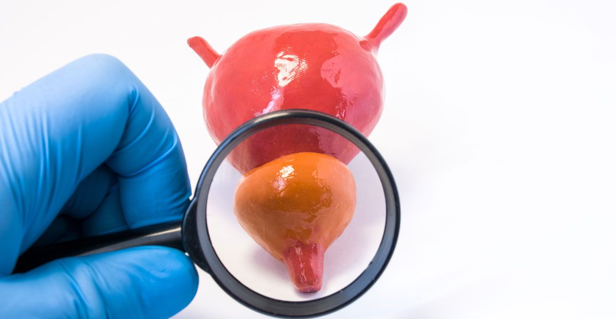 Prostate-model-with-magnifier Prostate-model-with-magnifier