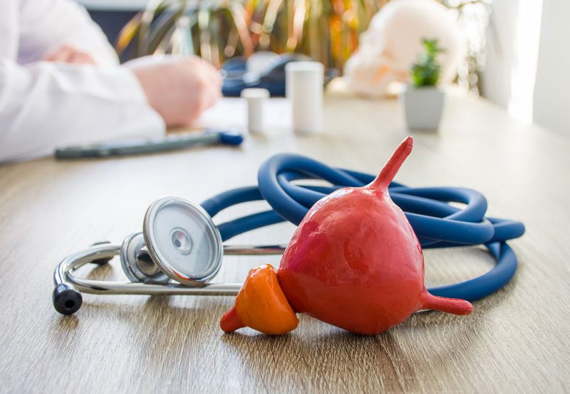 Prostate-model-with-stethoscope-on-desk Prostate-model-with-stethoscope-on-desk