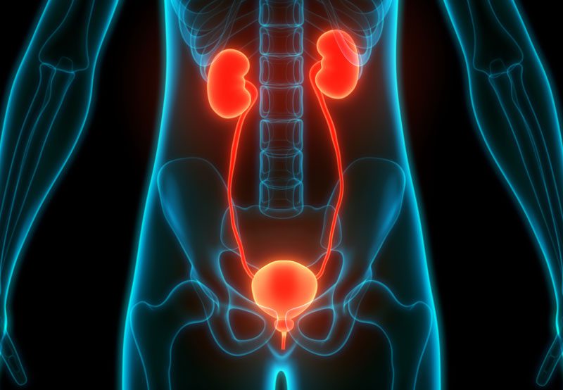 Urinary-system-anatomy-illustration-with-highlighted-kidneys-and-bladder Urinary-system-anatomy-illustration-with-highlighted-kidneys-and-bladder