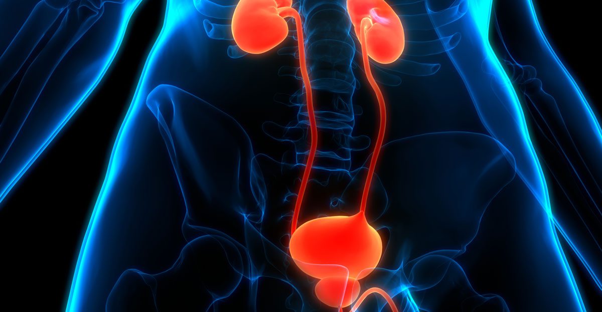 Urinary-tract-anatomy-illustration-with-highlighted-organs Urinary-tract-anatomy-illustration-with-highlighted-organs